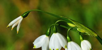 Luna martie, Ghiocei