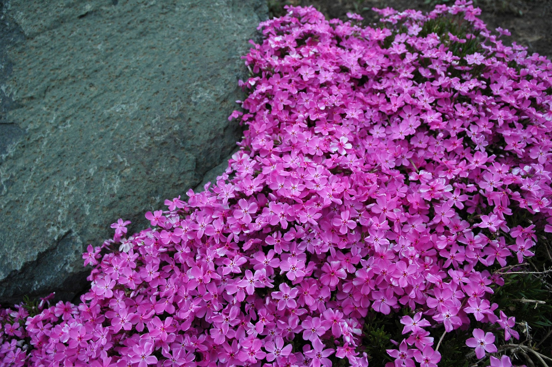 Phlox subulata, Brumarele