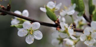 Armindeni, pomi in floare