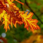 Octombrie – curiozităţi, fapte mai puţin cunoscute despre a zecea lună a anului Octombrie