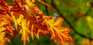 Octombrie – curiozităţi, fapte mai puţin cunoscute despre a zecea lună a anului Octombrie