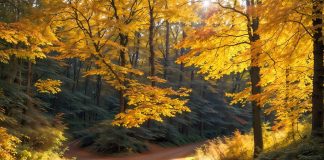 Echinocţiul de toamnă 2024 – când lumina dobândeşte altă strălucire Echinocţiul de toamnă 2024