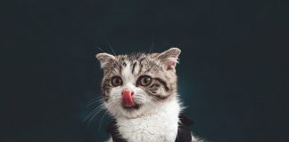 Există pisici cleptomane? Alte curiozităţi despre comportamentul micilor feline Pisici cleptomane