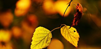 Noiembrie – fapte inedite, evenimente deosebite din istoria acestei luni, tradiţii româneşti Noiembrie