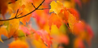 Octombrie în literatură – stări şi emoţii autumnale Octombrie în literatură