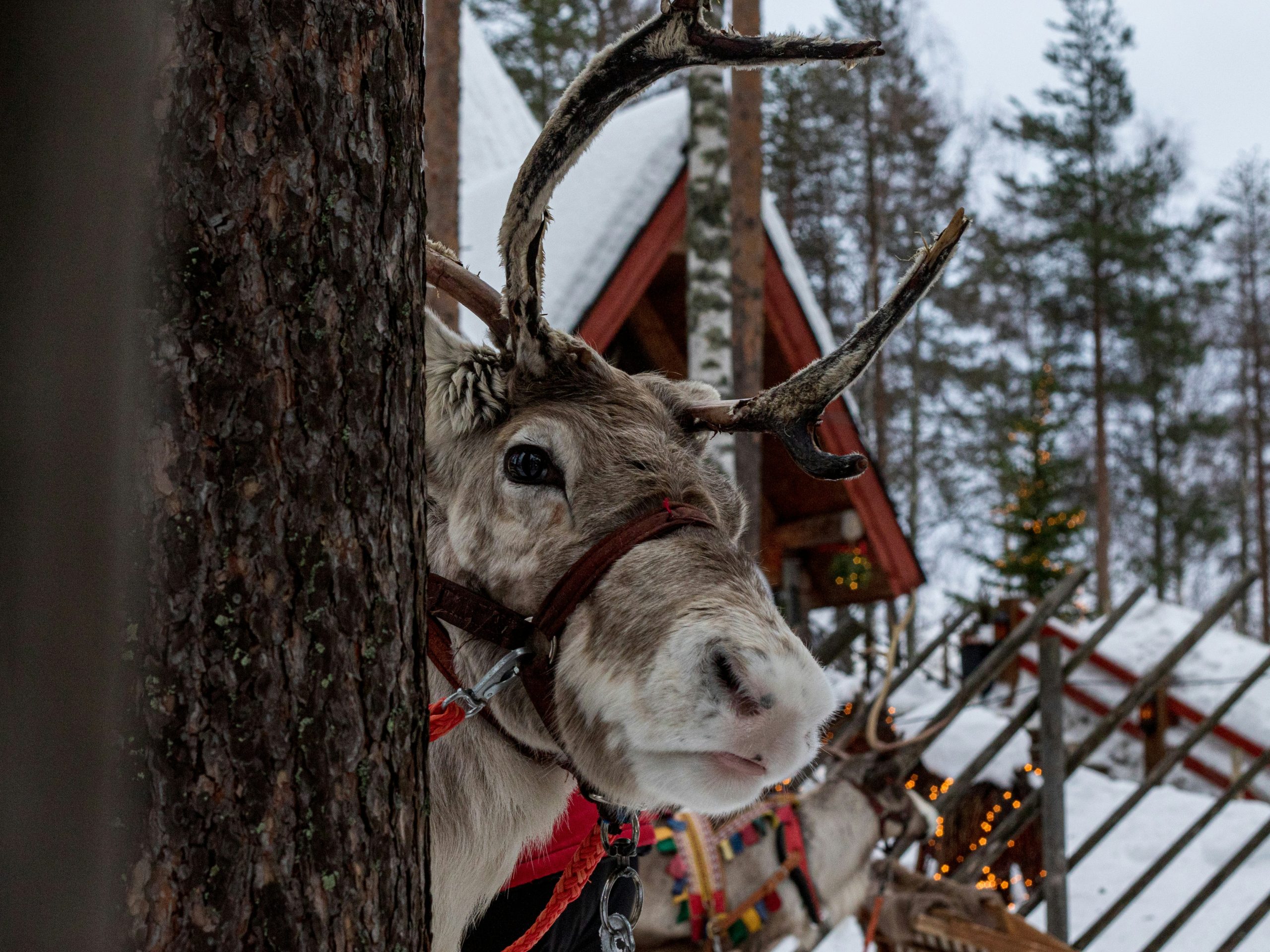 Cele mai frumoase târguri de Crăciun 2024, Rovaniemi