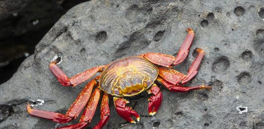 Mentalitatea de crab