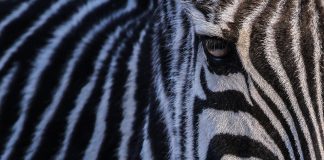 Personalitatea zebră