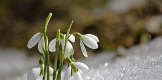 Luna februarie, Făurar