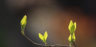 Echinocţiul de primăvară 2025