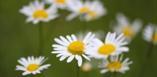 Aprilie – cele mai frumoase semnificaţii şi simboluri ale lunii Prier/ Florar Aprilie, simboluri si semnificatii