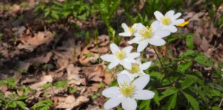 Păresimi – sensul şi originea cuvântului Păresimi