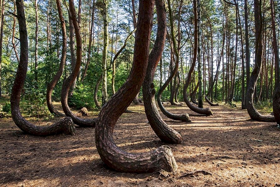 Fenomene inexplicabile, Padurea Hoia Baciu
