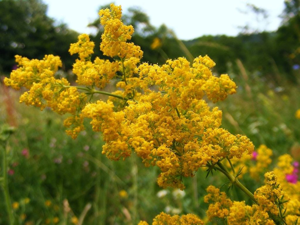 Sânzienele Sânzienele