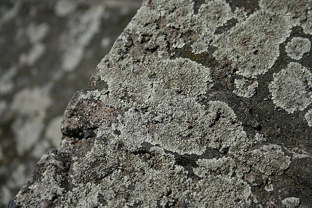 Lecanora esculenta, Sursa Wikiwand