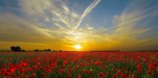 August – simboluri, curiozităţi, evenimente importante şi fapte inedite de-a lungul timpului August