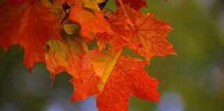 Septembrie – simboluri, fapte, curiozităţi, evenimente de-a lungul timpului Septembrie