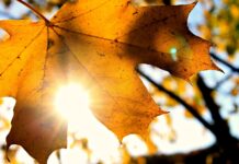 Echinocţiul de toamnă – moment de echilibru, introspecţie şi recunoştinţă Echinocţiul de toamnă