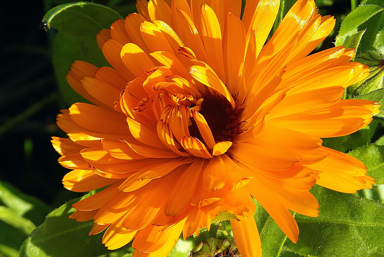 Calendula officinalis