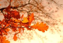 Noiembrie – fenomene astrale, simboluri, fapte memorabile, care dau identitate acestei luni Noiembrie