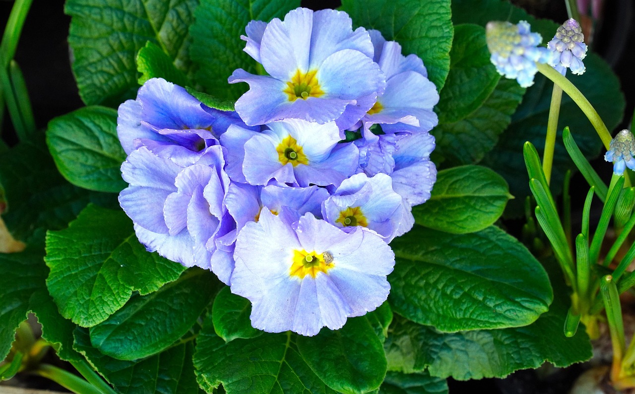 Primula, floarea simbolica a lunii februarie