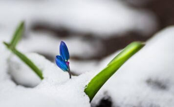 Februarie (Făurar) – semnificaţii, simboluri, tradiţii Image