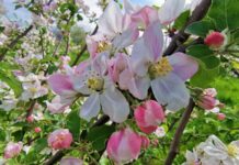 Primăvara, lumea în care pomii vorbesc