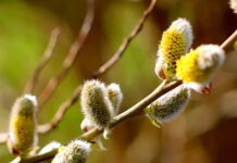 Sărbătoarea Floriilor