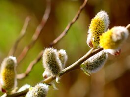 Sărbătoarea Floriilor, la ortodocşi, şi Paștele catolic – de la ramuri de salcie şi finic, la lumina Învierii Sărbătoarea Floriilor