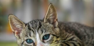 Inteligența animalelor de companie