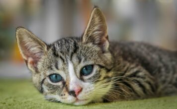 Inteligența animalelor de companie
