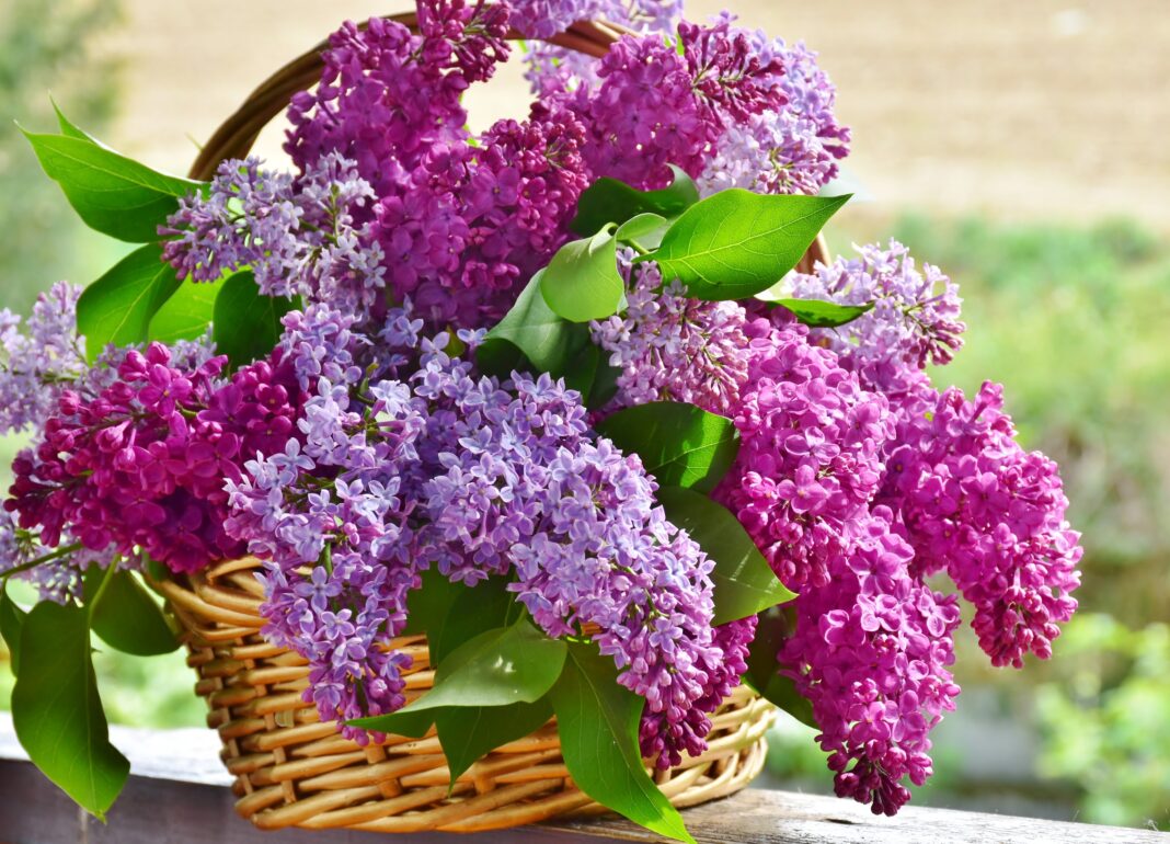 Luna mai, flori de liliac