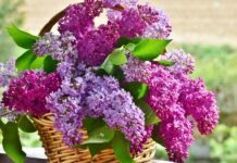 Luna mai, flori de liliac