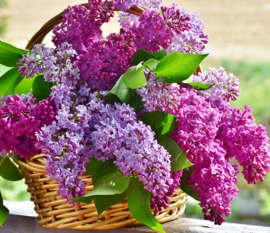 Luna mai, flori de liliac