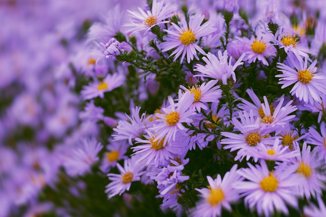 Asterul, floarea simbolica a lunii septembrie