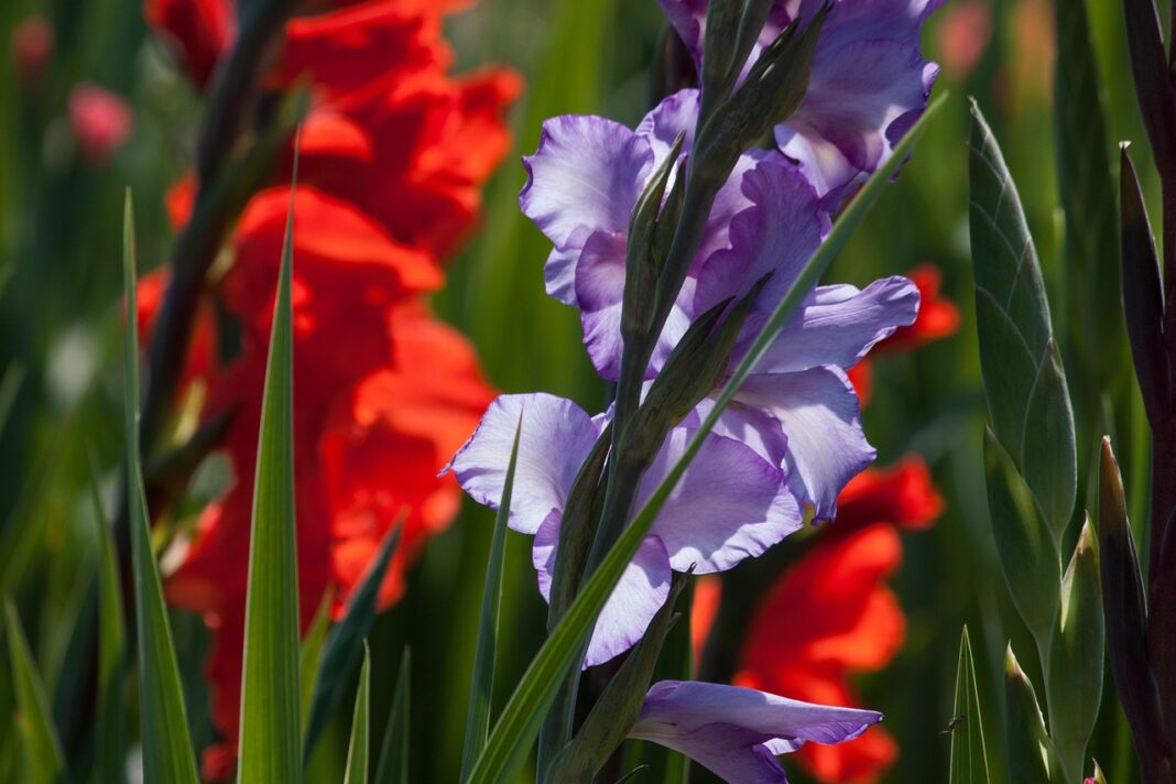 Gladiola, simbol al lunii august