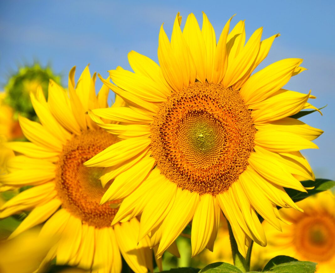 August