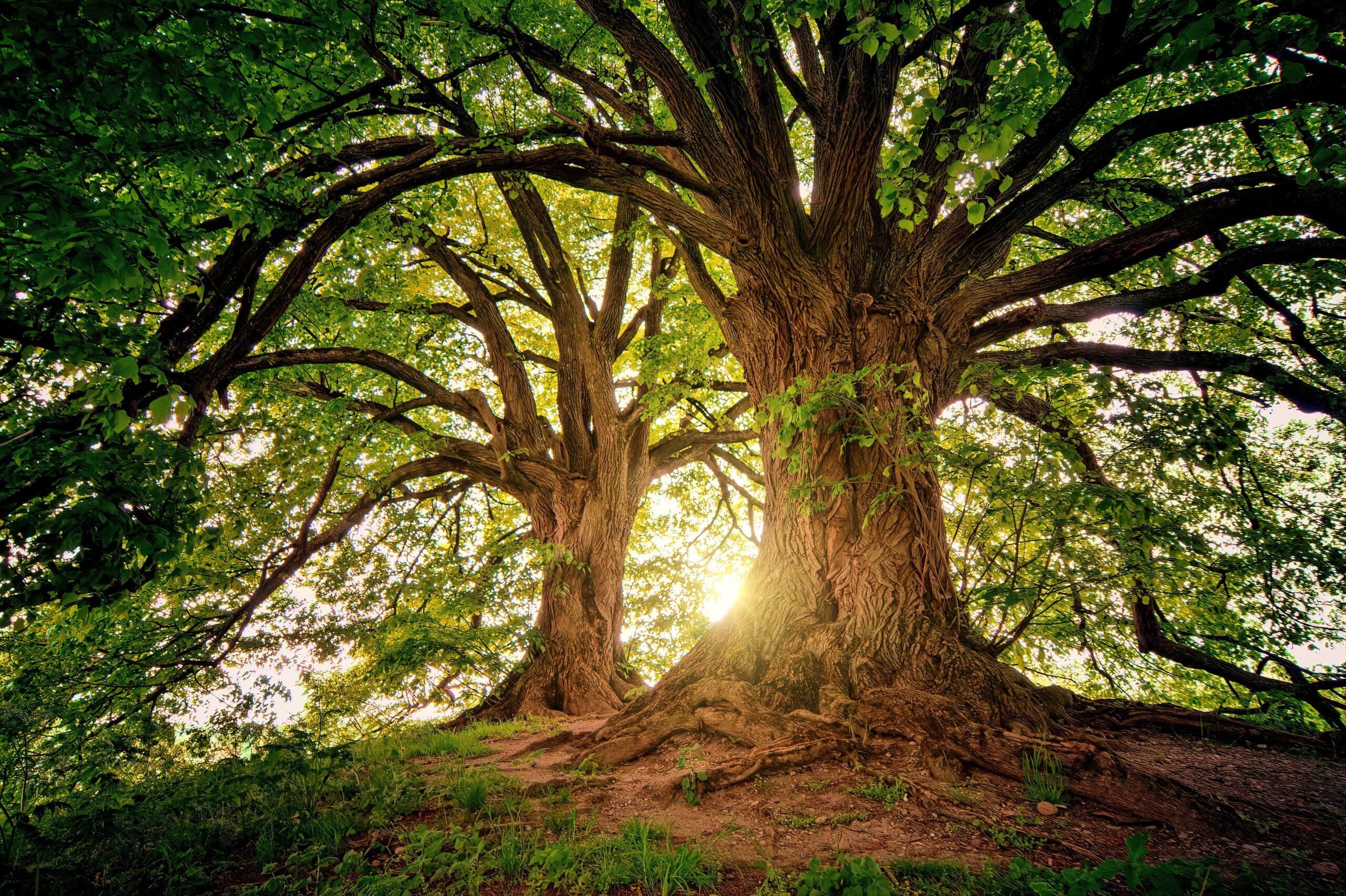 Wood Wide Web