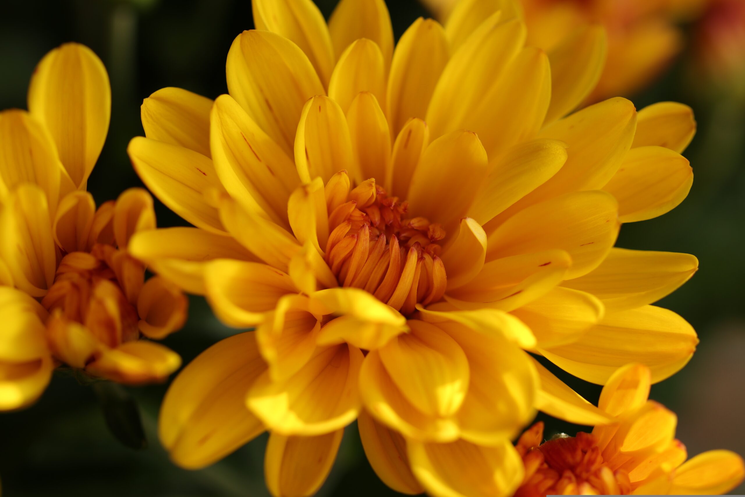 Crizantemele, florile simbolice ale lunii noiembrie
