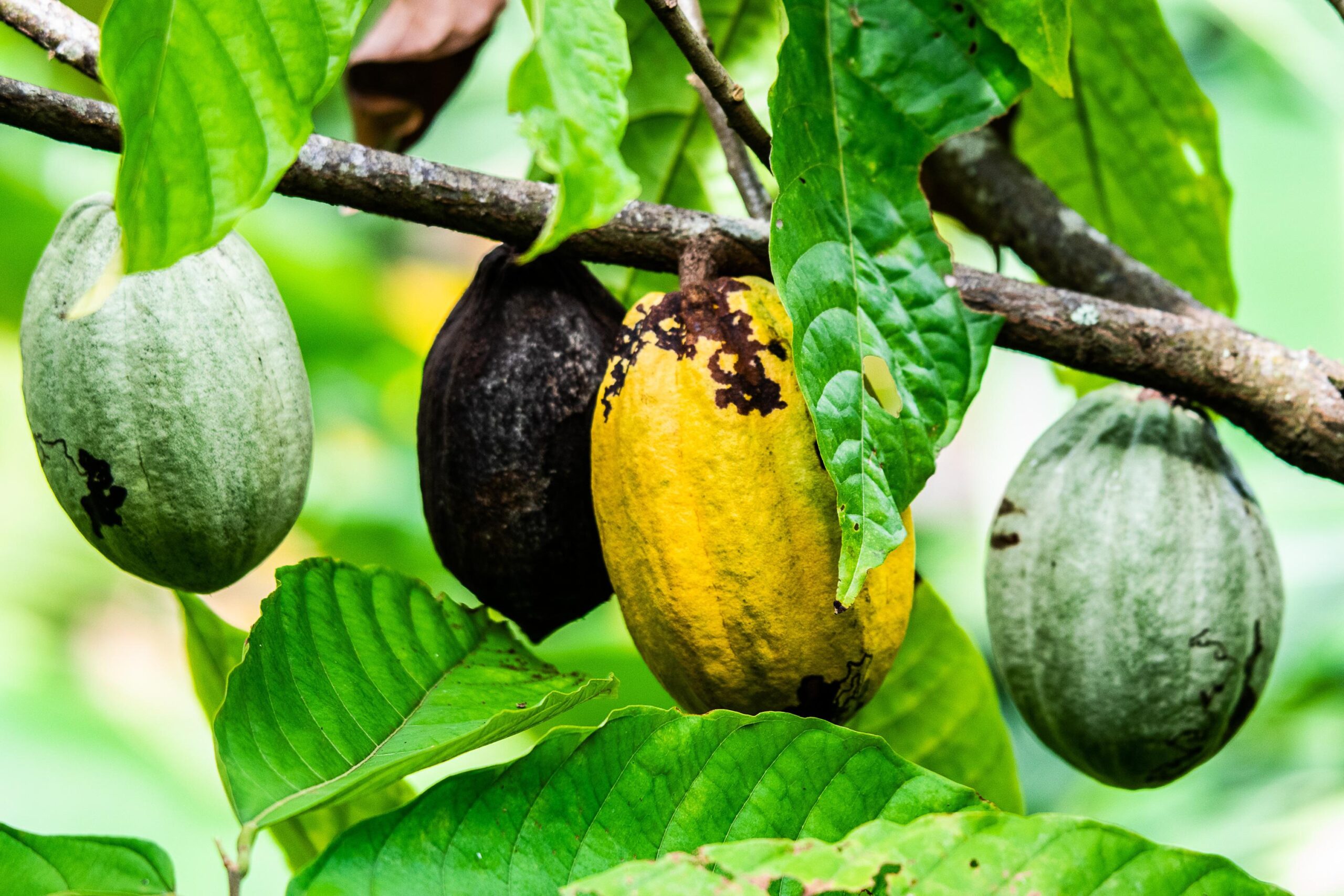 Arbore de cacao